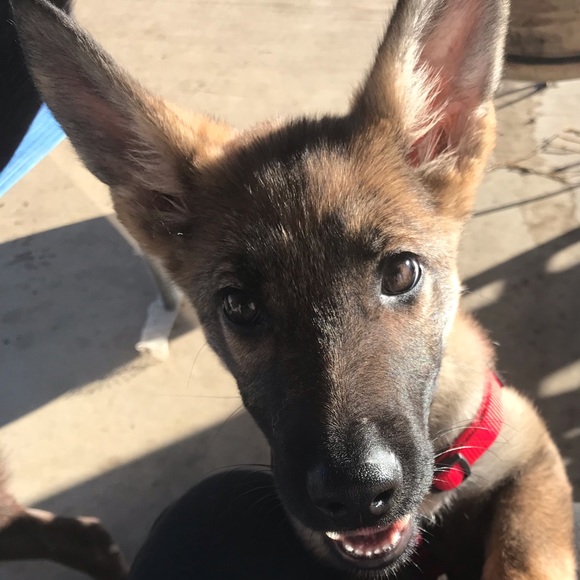 Meet your Posher, Autumn - Picture 4 of 6